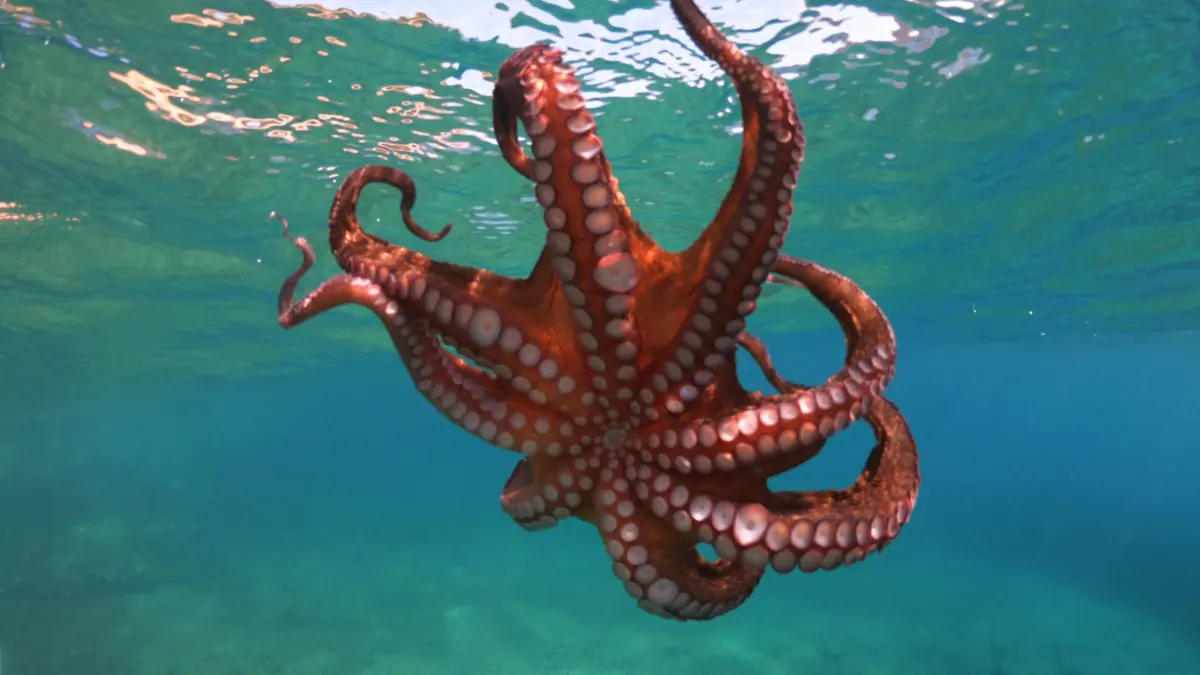 Octopuses live — image 2