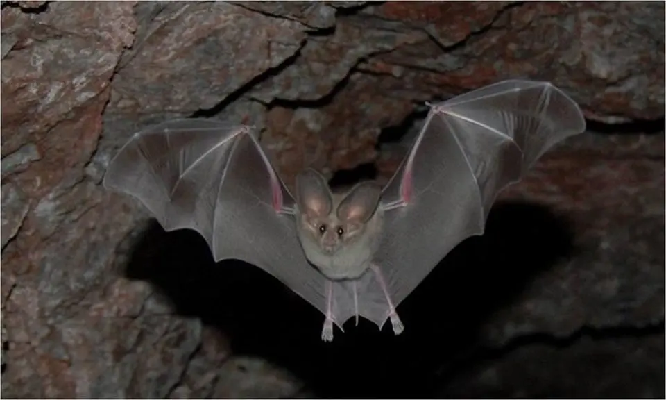 Where Bats Live