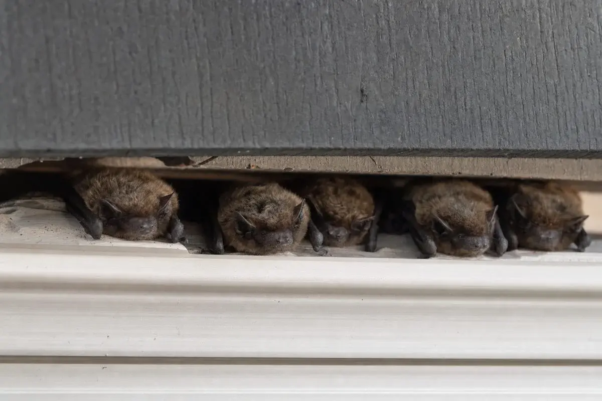 Where Do Bats Live?