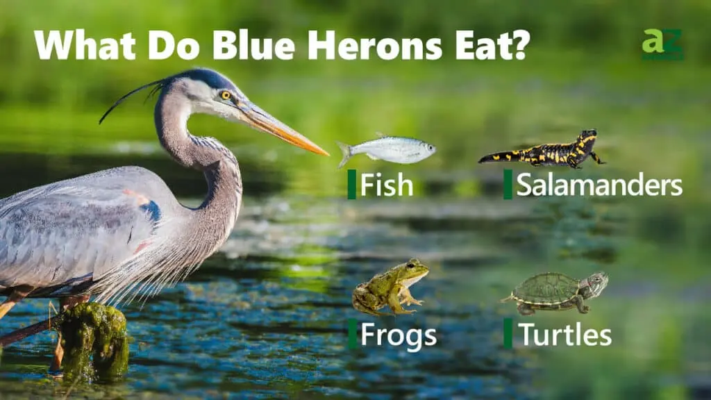 What do Great Blue Herons Eat? 15 Foods in their Diet