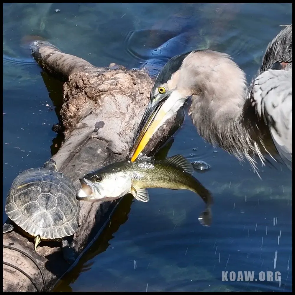 Herons eat — image 2