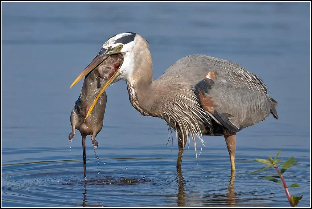 Herons eat — image 3