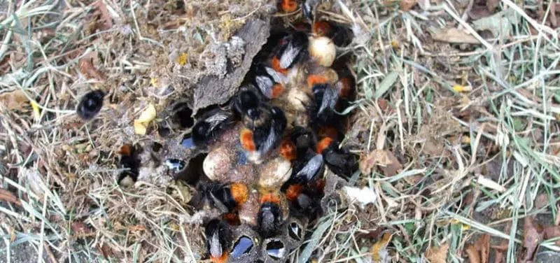 Where do bumblebees live