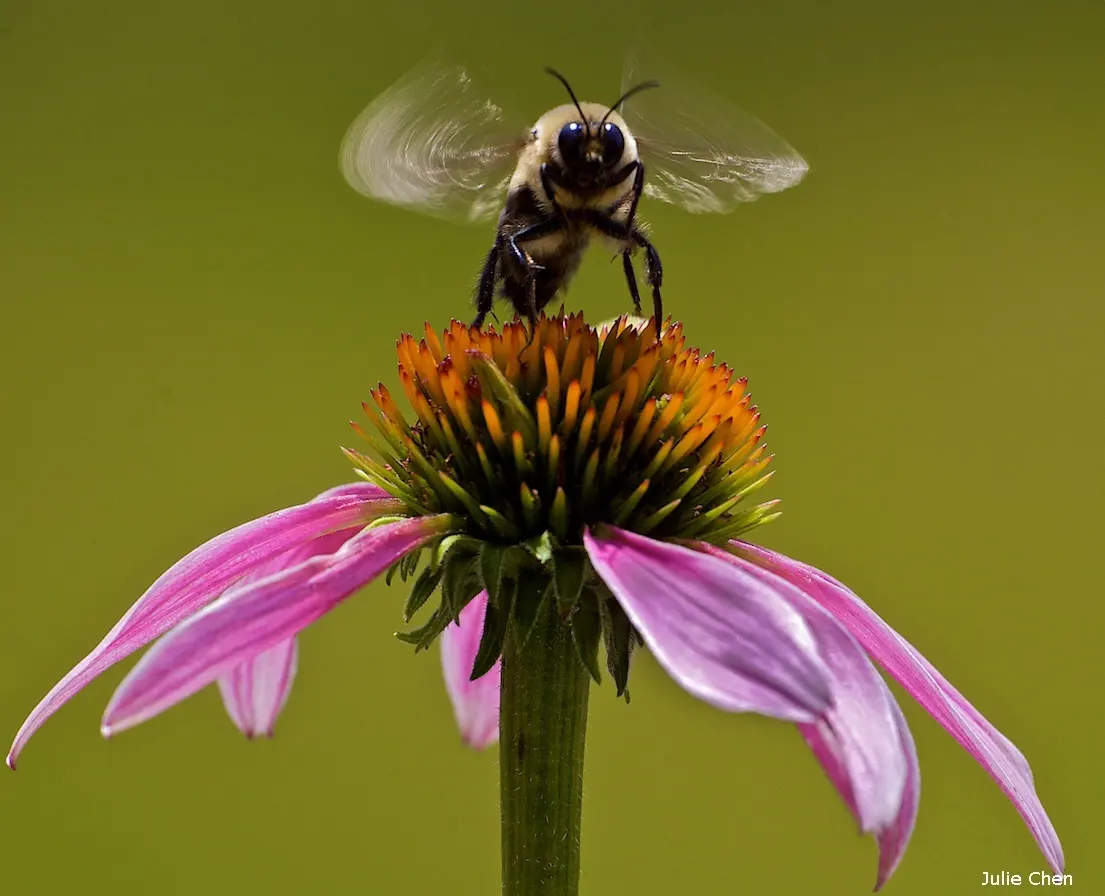 Bumblebees live — image 2