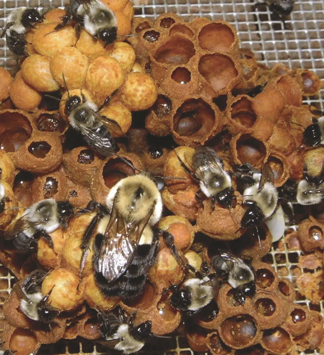 Bumblebees live — image 3