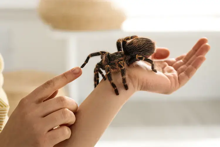 Tarantulas: Types, Lifespan, & Health Risks