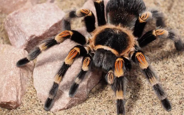 How Long Do Tarantulas Live? Tarantula Lifespan Chart