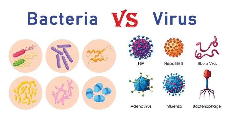 Bacteria vs. Virus: 28 Differences with Examples