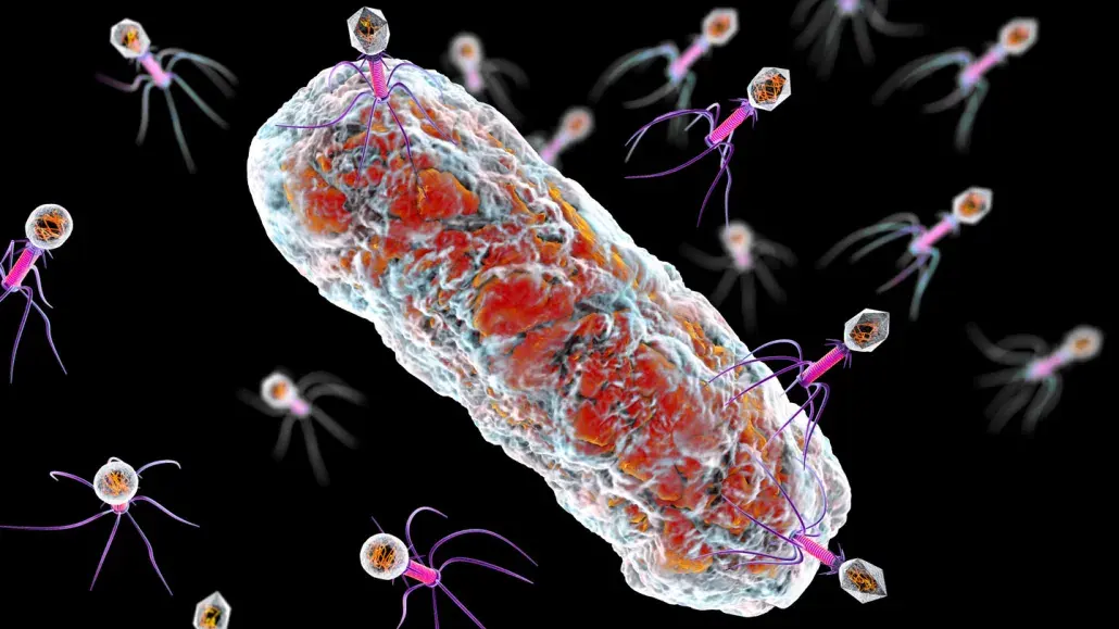 A bacteria-virus arms race could lead to a new shigellosis treatment