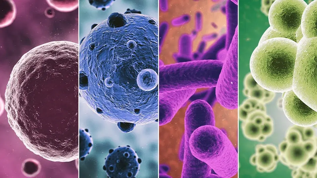 Virus bacteria — image 3