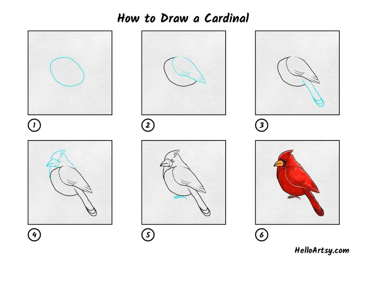 How to Draw a Cardinal