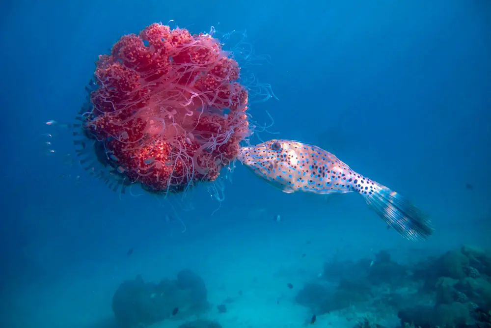 Jellyfish Life Cycle: The Secret of Their Immortality