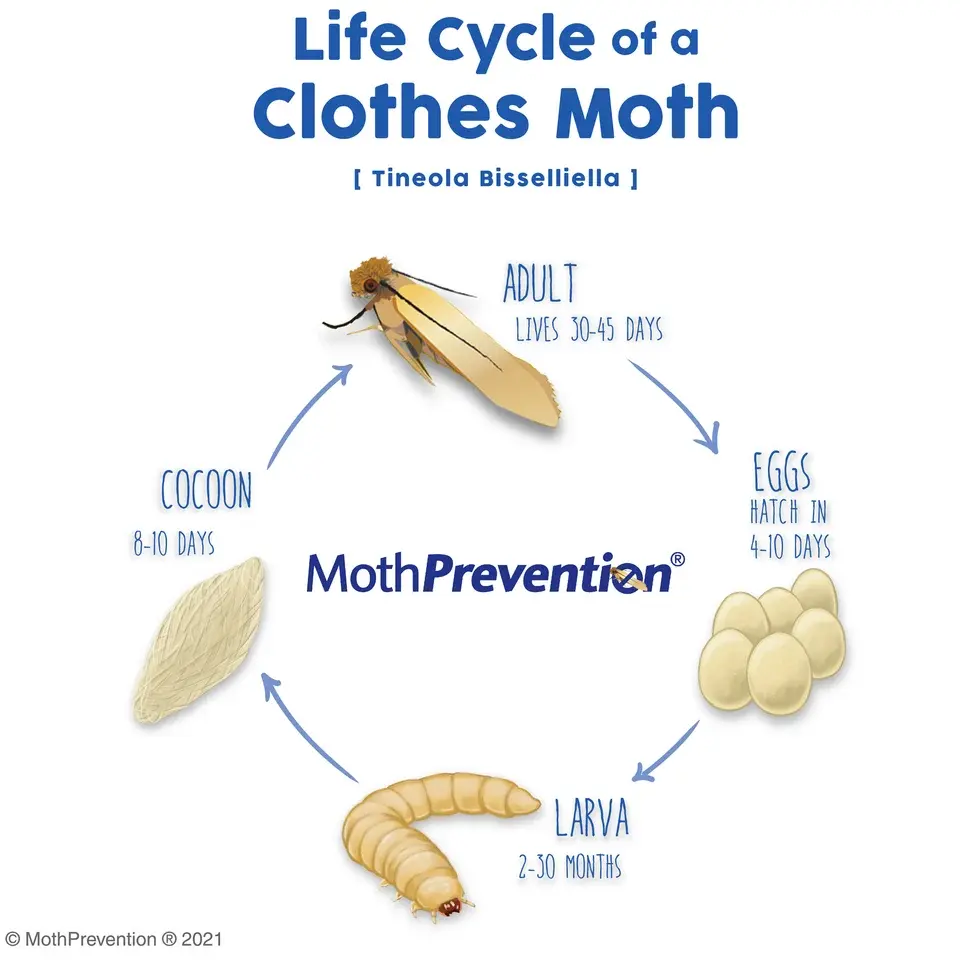 How Long Do Moths Live?