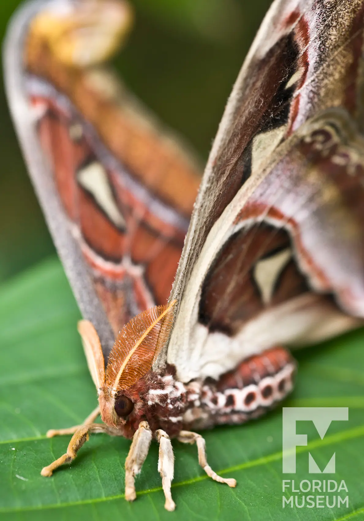 Moths live — image 2