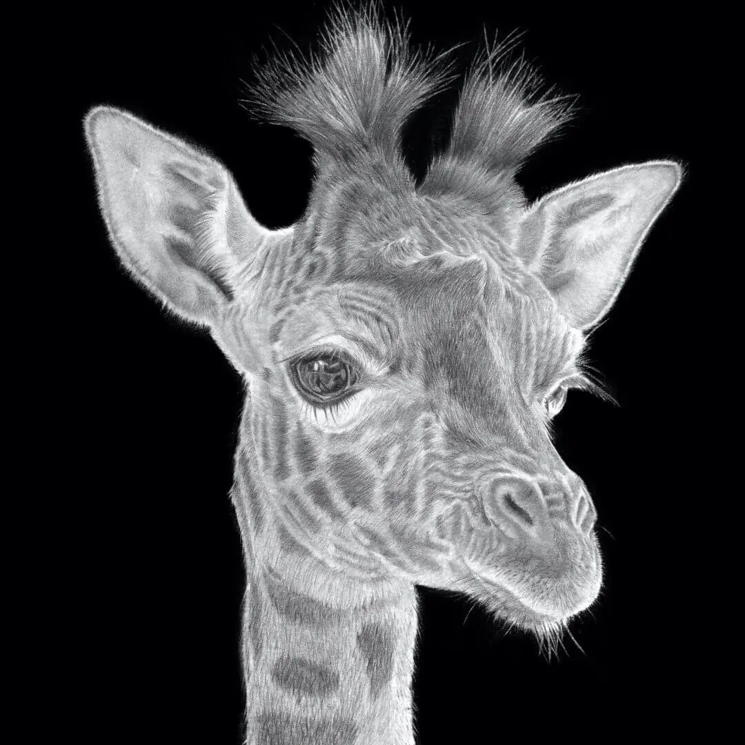 Drawing 'Tuft' The Giraffe