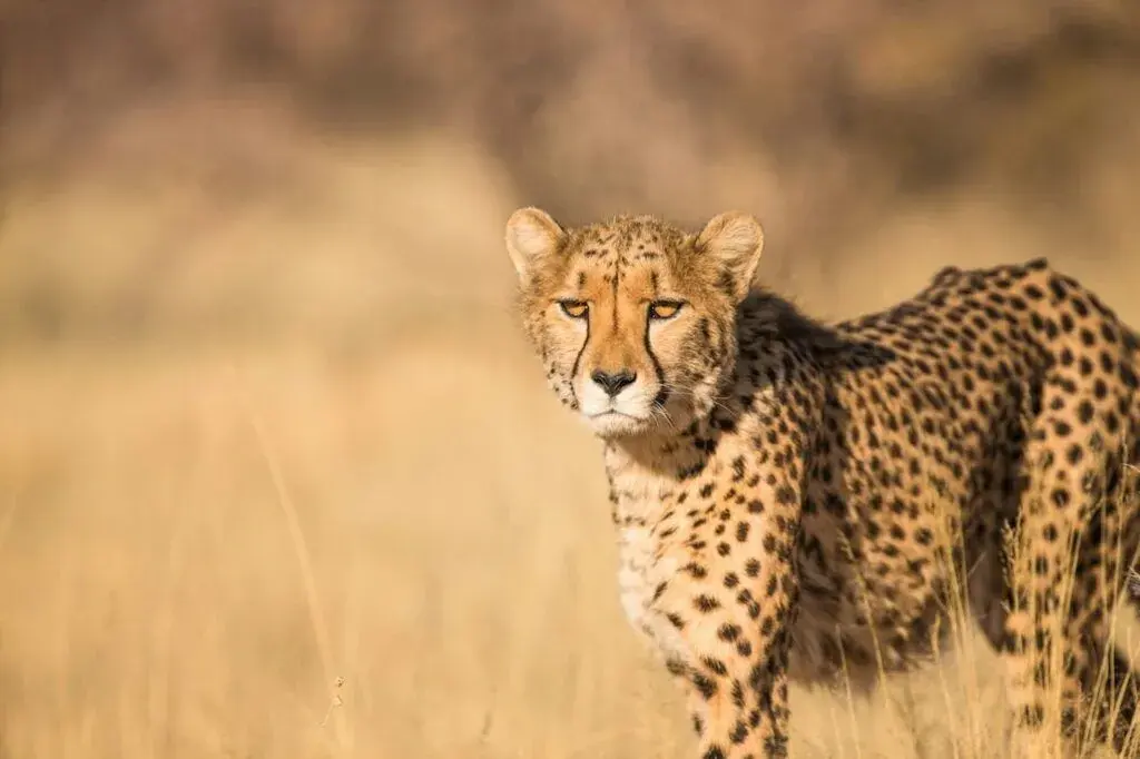 Cheetahs live — image 2