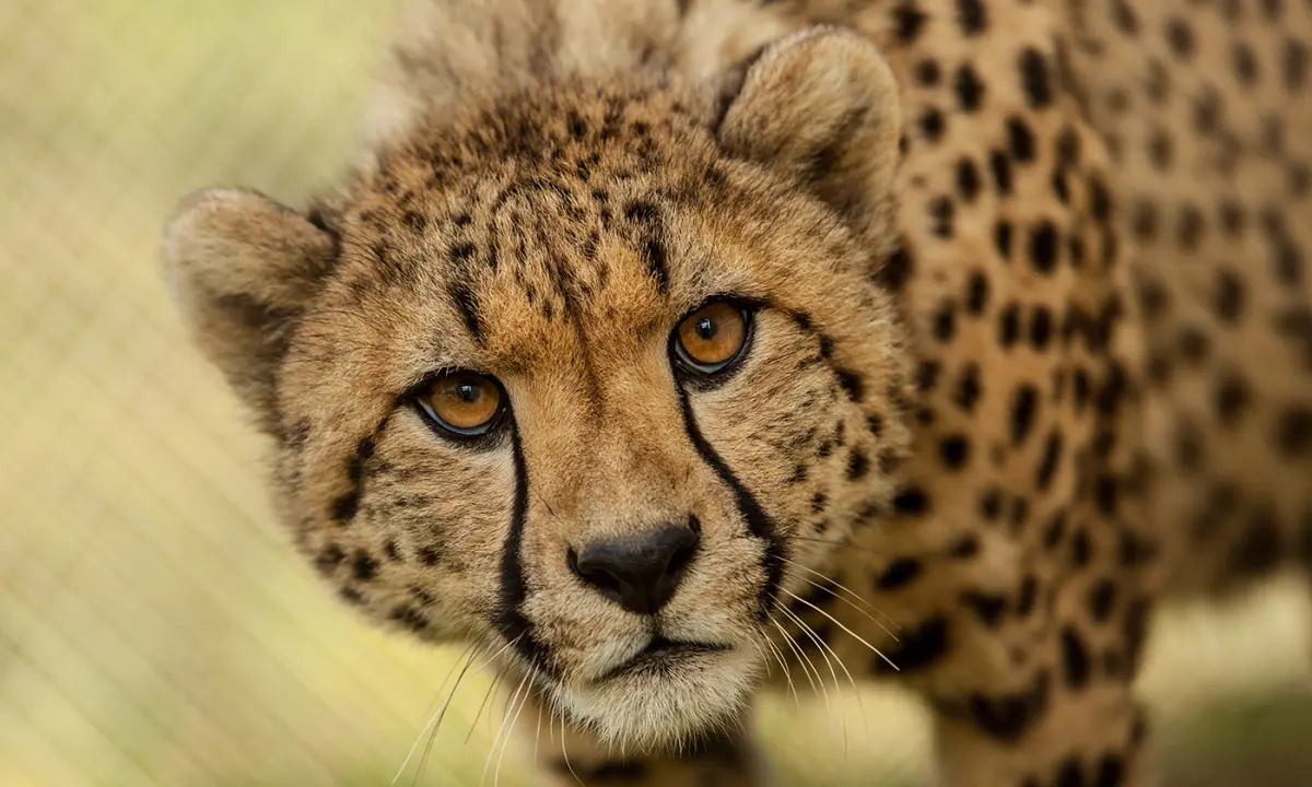 Cheetahs live — image 3