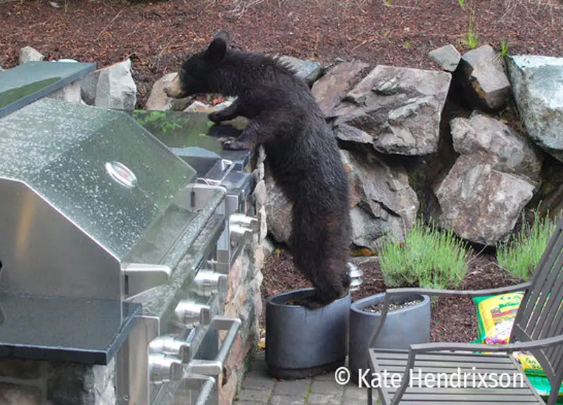 Bears' fall eat-a-thon: what's on the menu at your house?