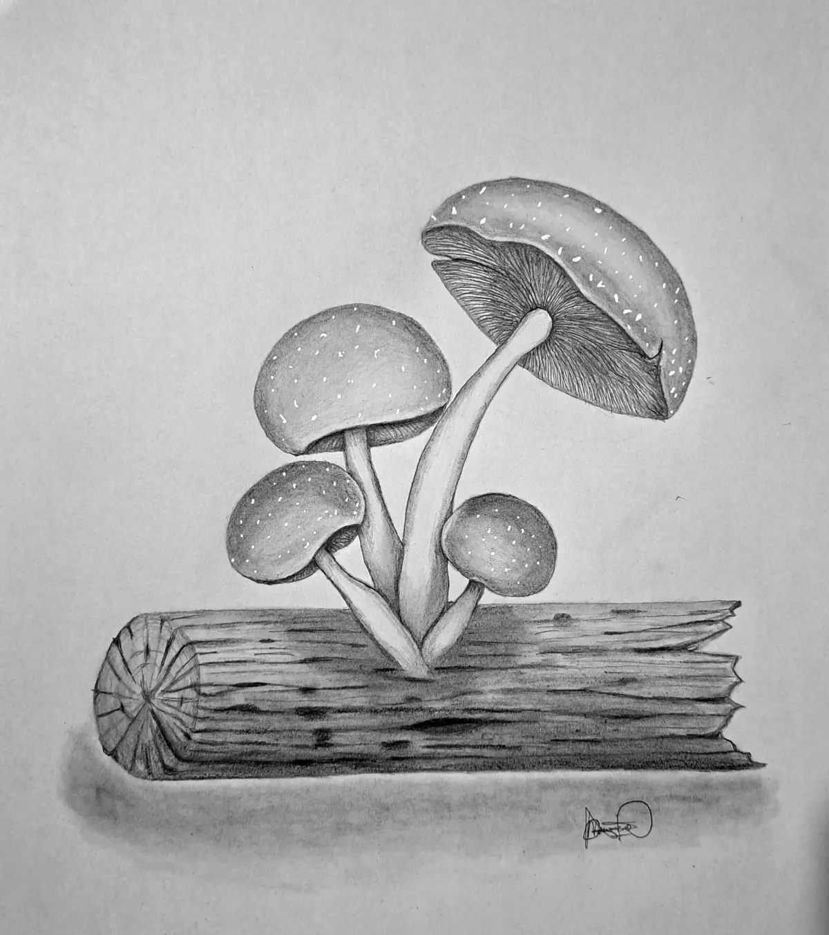 An Easy Guide on How to Draw Mushrooms