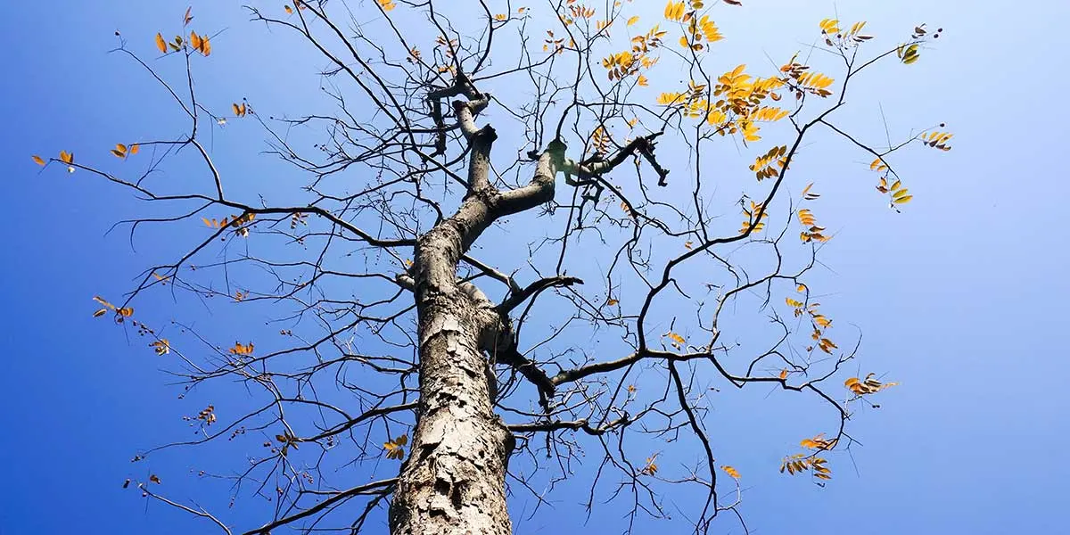 Tree Losing Leaves in Summer