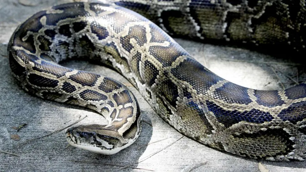 Hybrid snakes with the ability to live in various environments discovered in Florida: Study