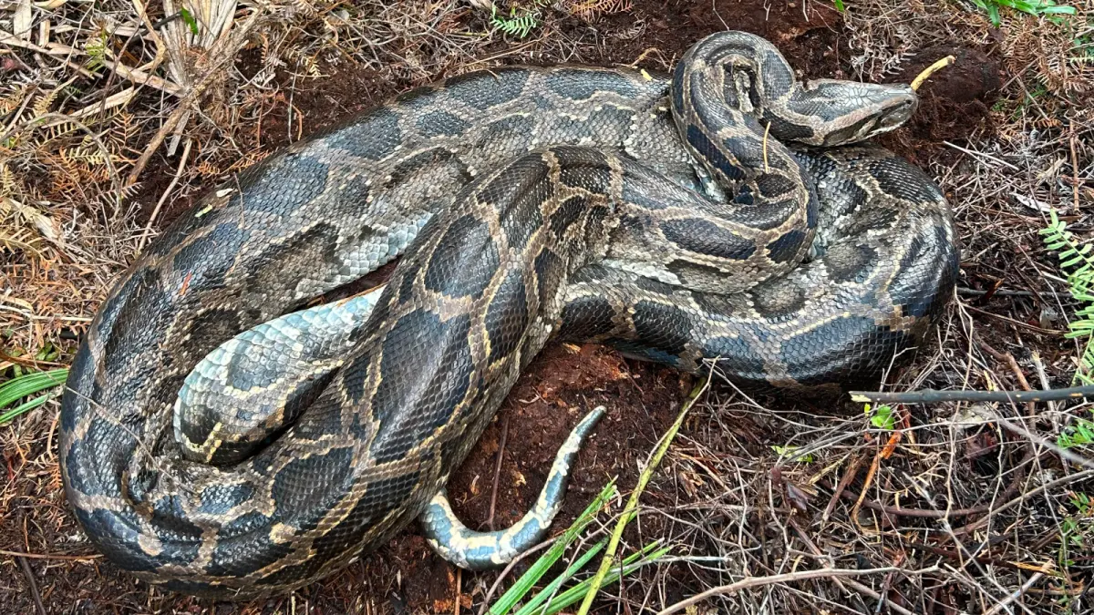 Pythons live — image 2