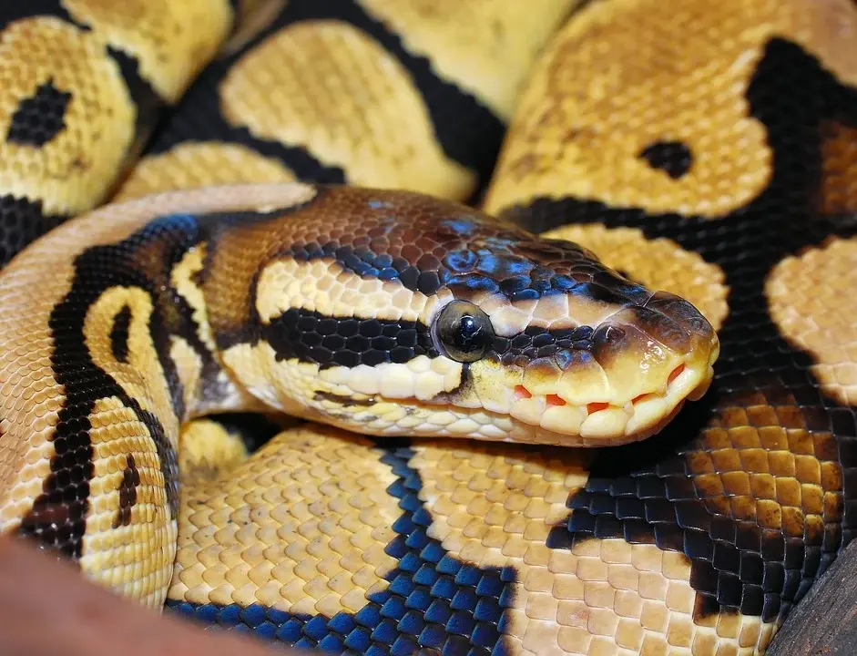 Pythons live — image 3
