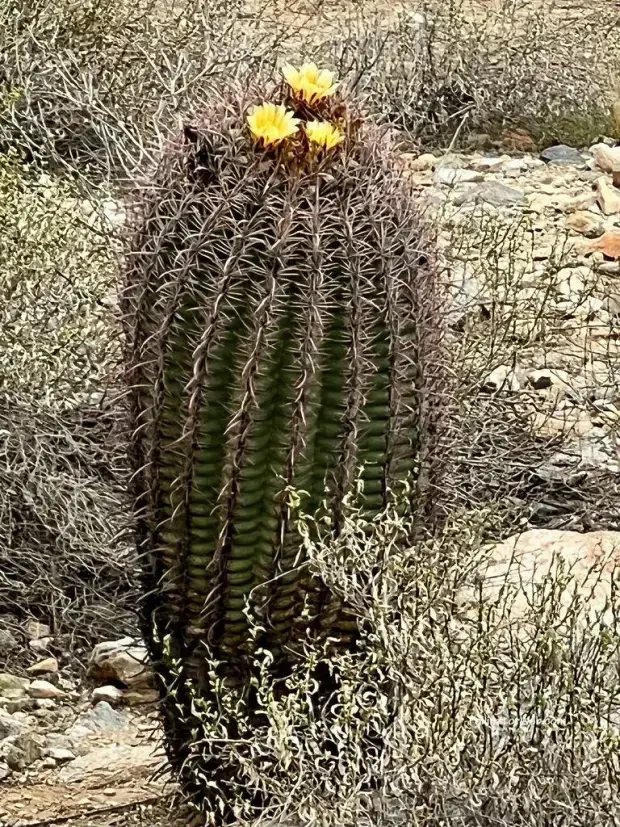 Thriving in Harsh Conditions: The Amazing Adaptations of Sonoran Desert Cacti
