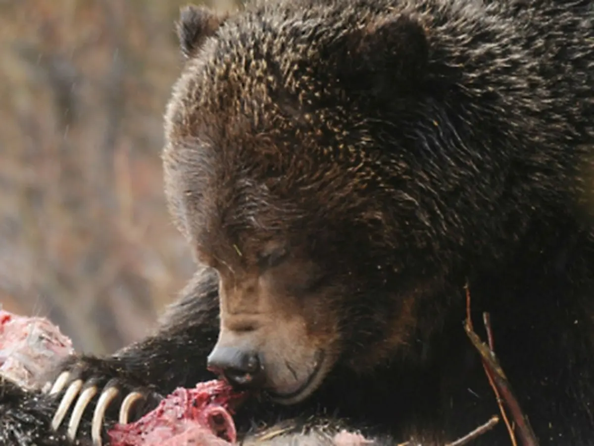 It's a Bear-Eat-Bear World Out There, Literally
