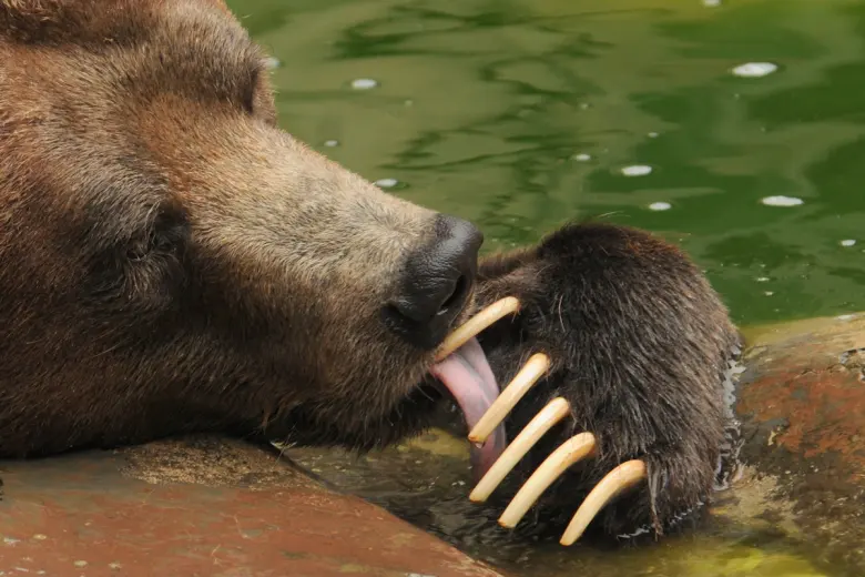 People are grizzly food