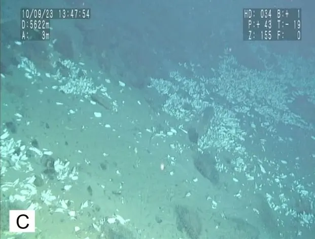 Life Surprisingly Thrives Near Deepest Spot on Earth