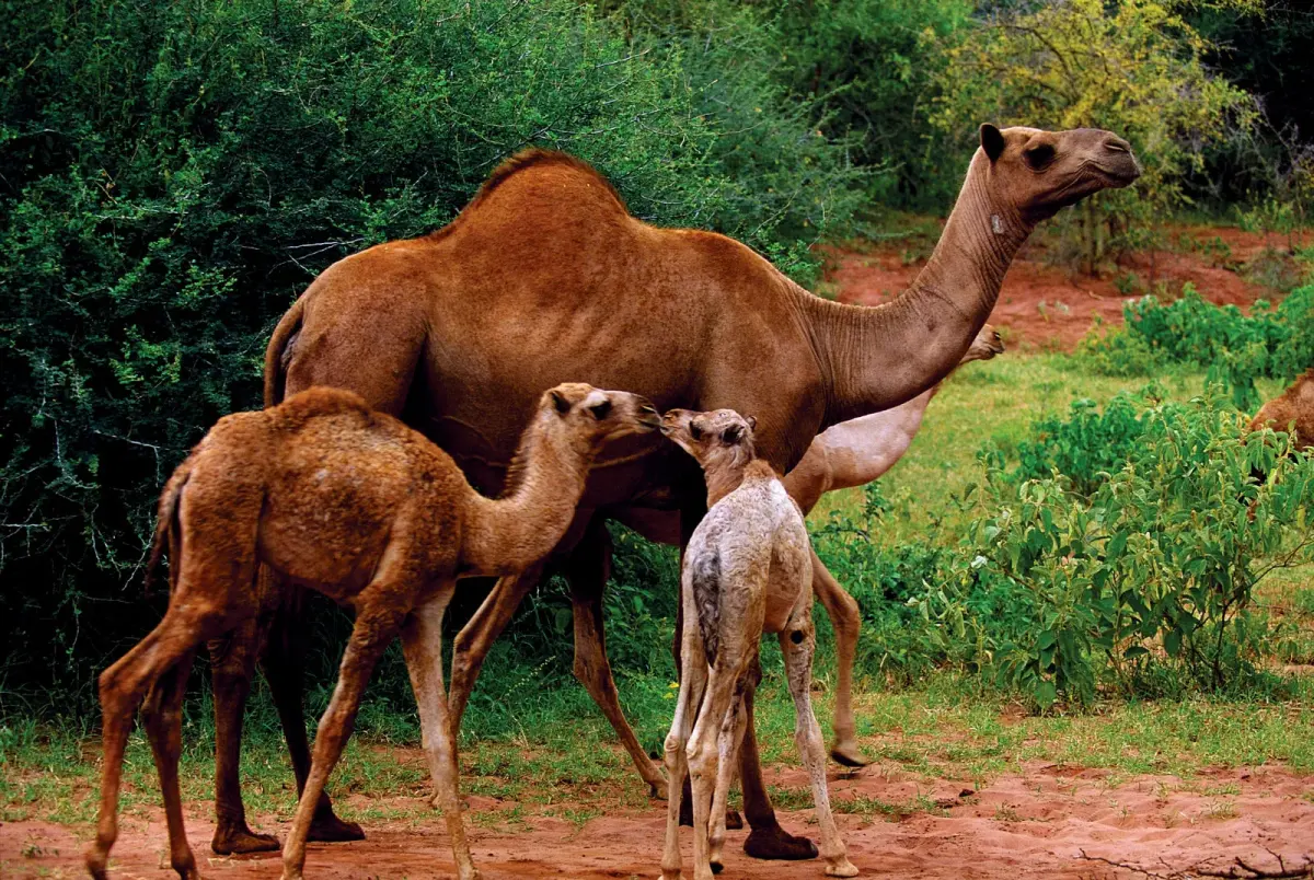 What is a group of camels called