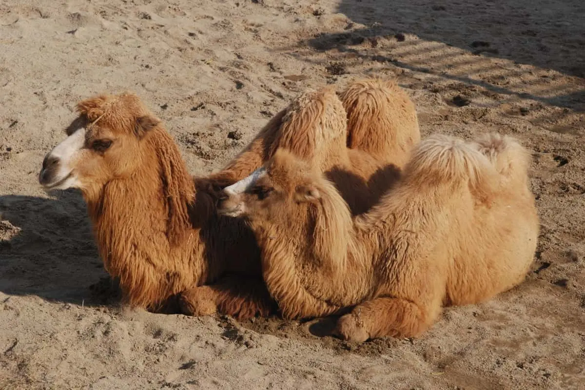 Group camels called — image 2