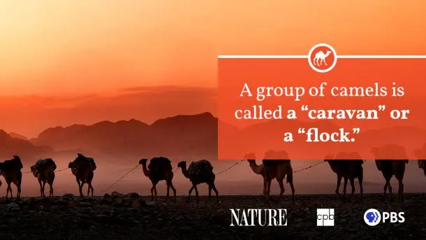 Group camels called — image 3