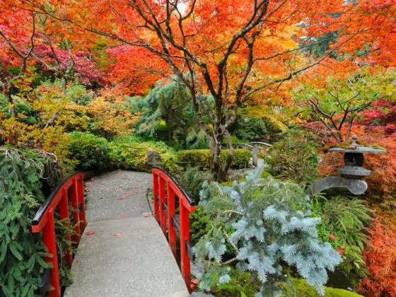 How to See the Fall Colors on Vancouver Island