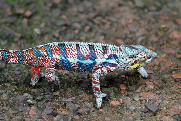 Do chameleons change their color to match their environment?