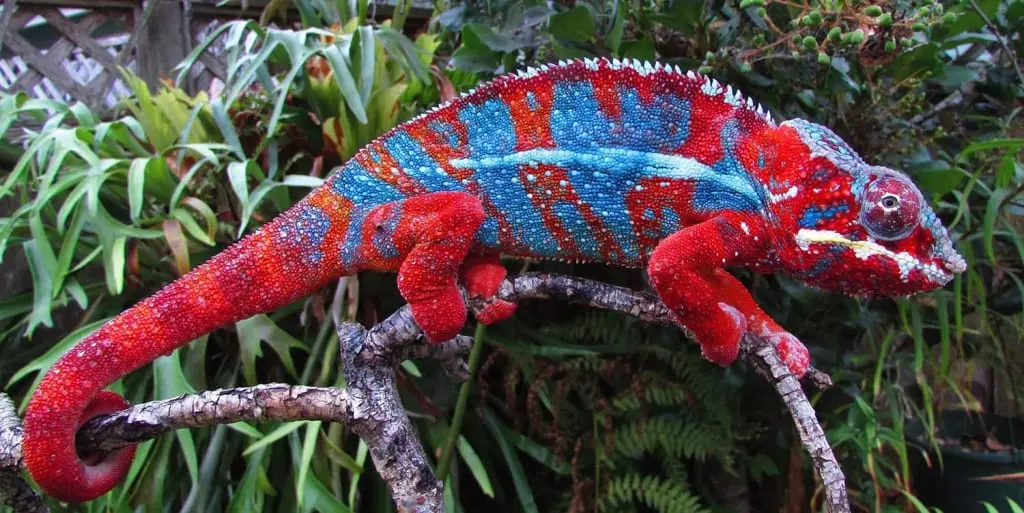 Chameleons change color — image 3