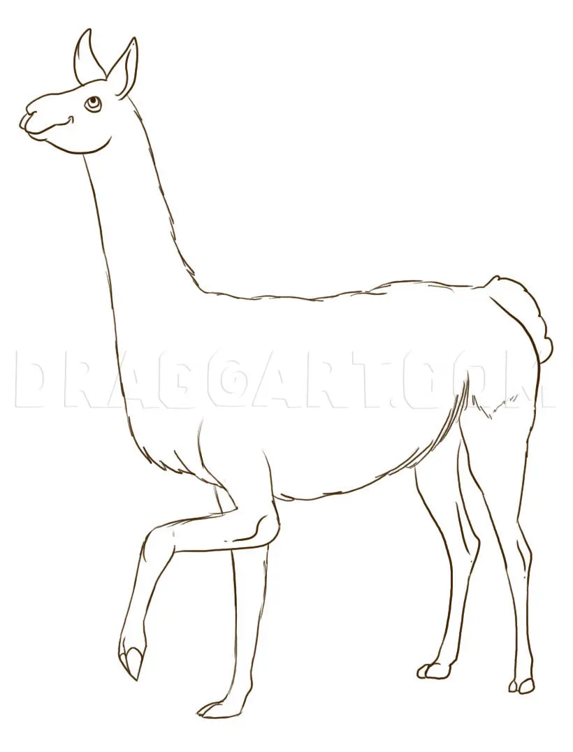 How To Draw A Llama, Drawing, Step by Step, by Dawn