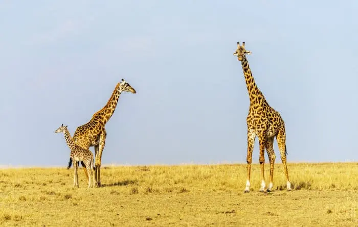 What is a Baby Giraffe Called?