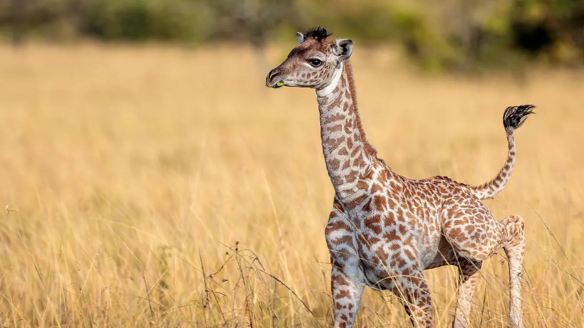 Baby giraffe: your questions, answered