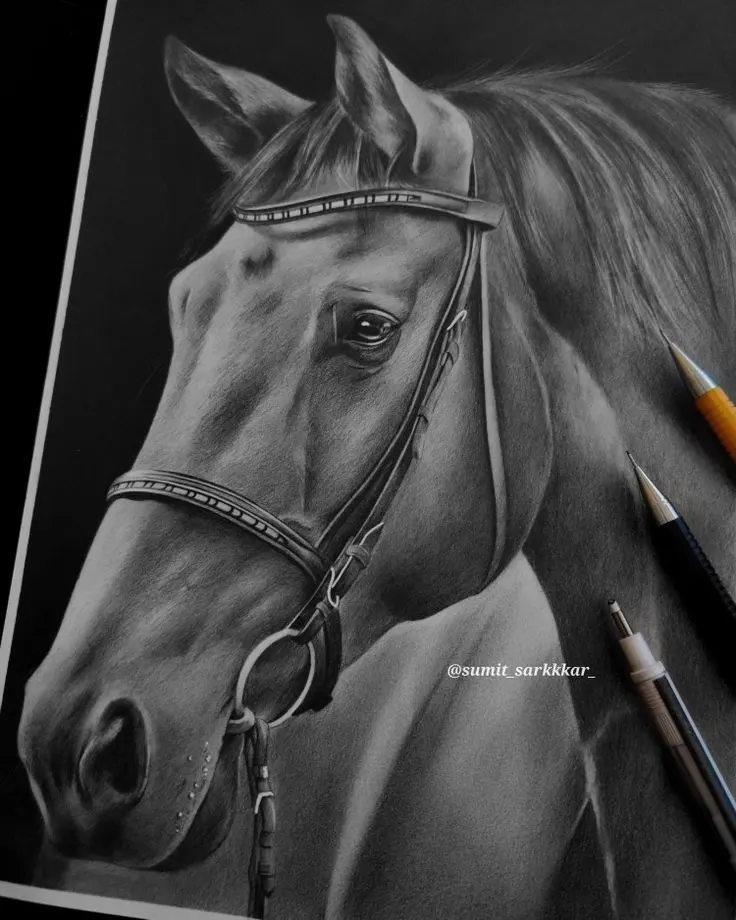 Horse Drawing