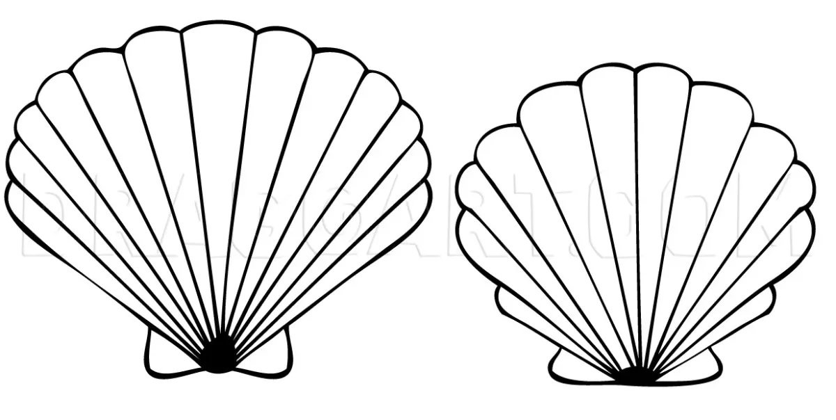 How To Draw A Seashell, Seashells, Drawing, Step by Step, by Dawn