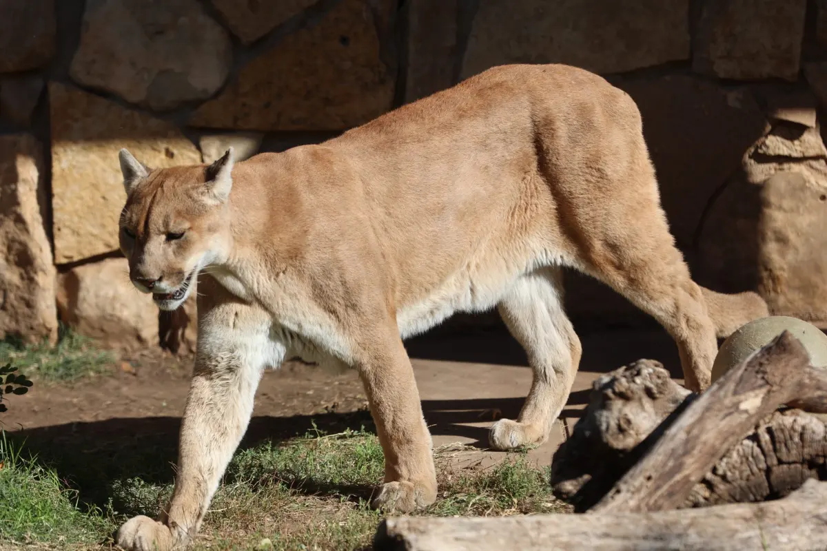 How long do cougars live