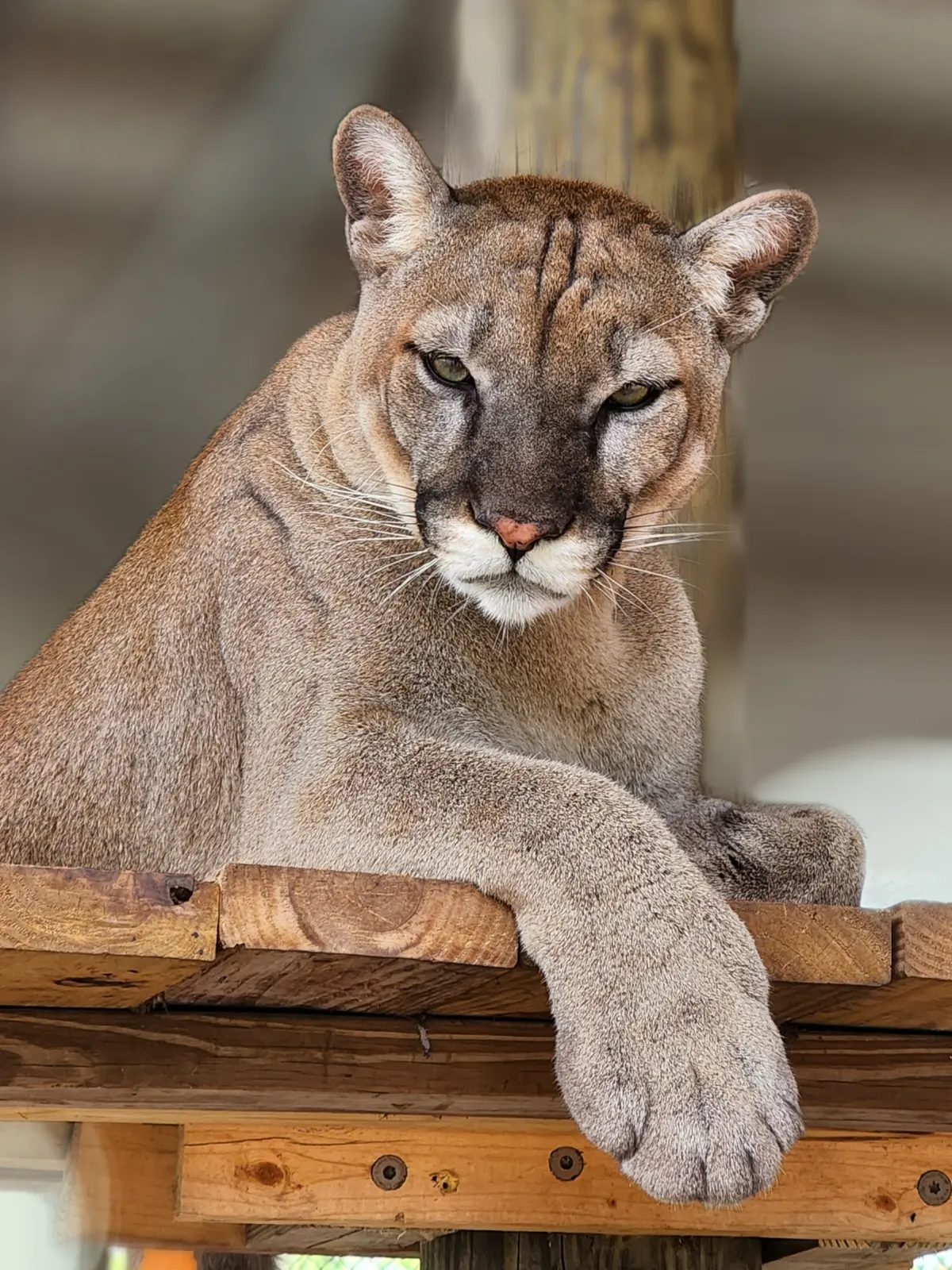 Cougars