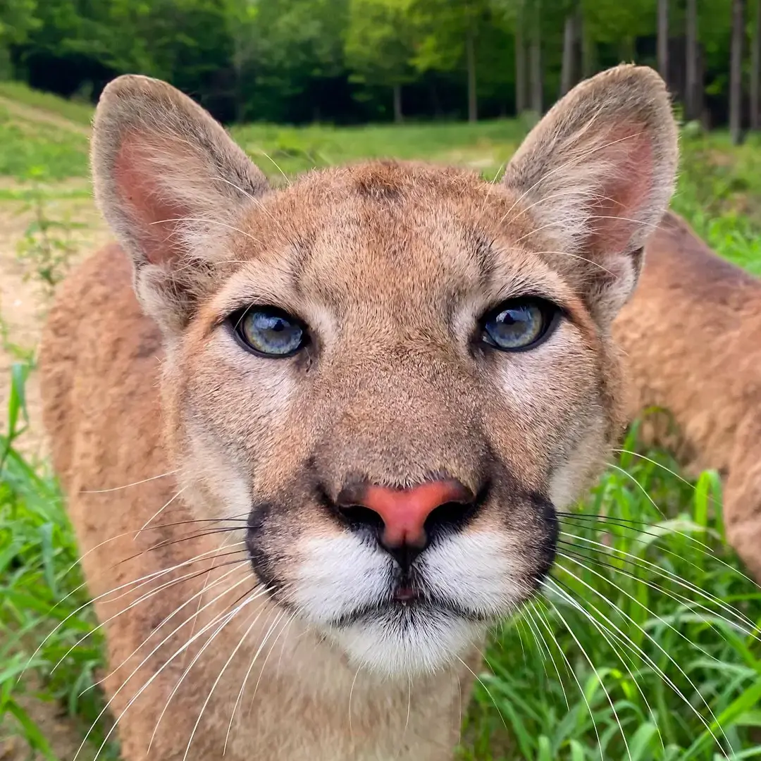 Cougars live — image 3