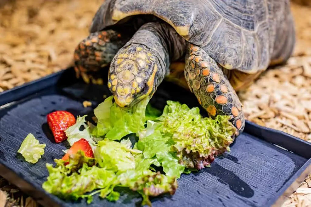 Tortoises eat — image 2