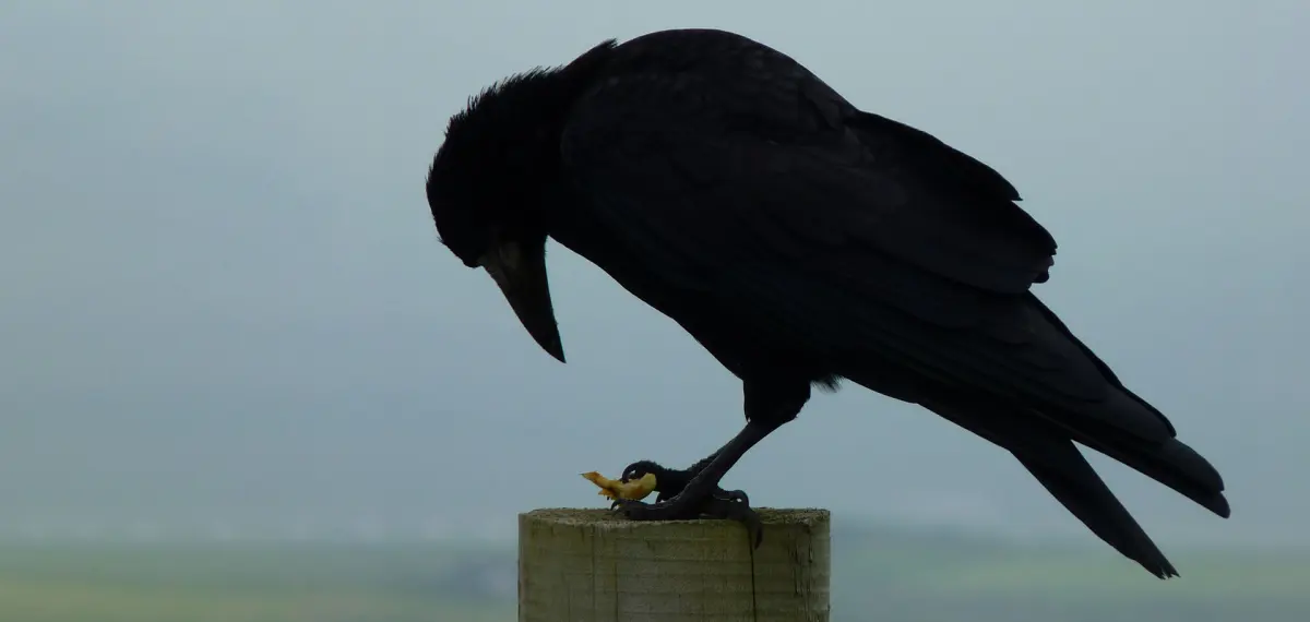 How Crows and Ravens Made the World Their Home