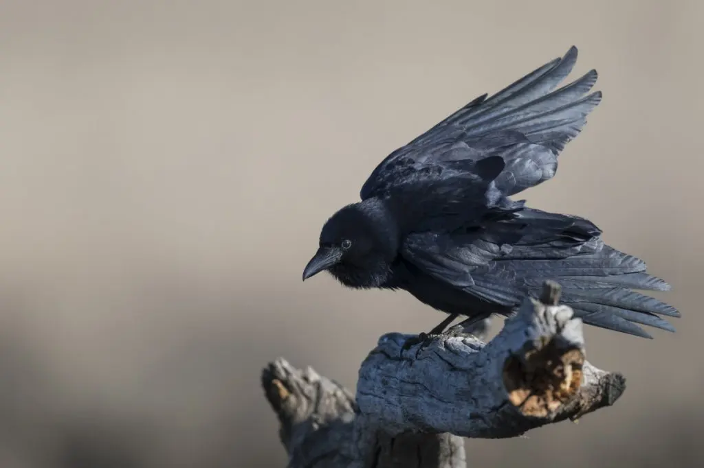 Through the Eyes and Lives of Crows