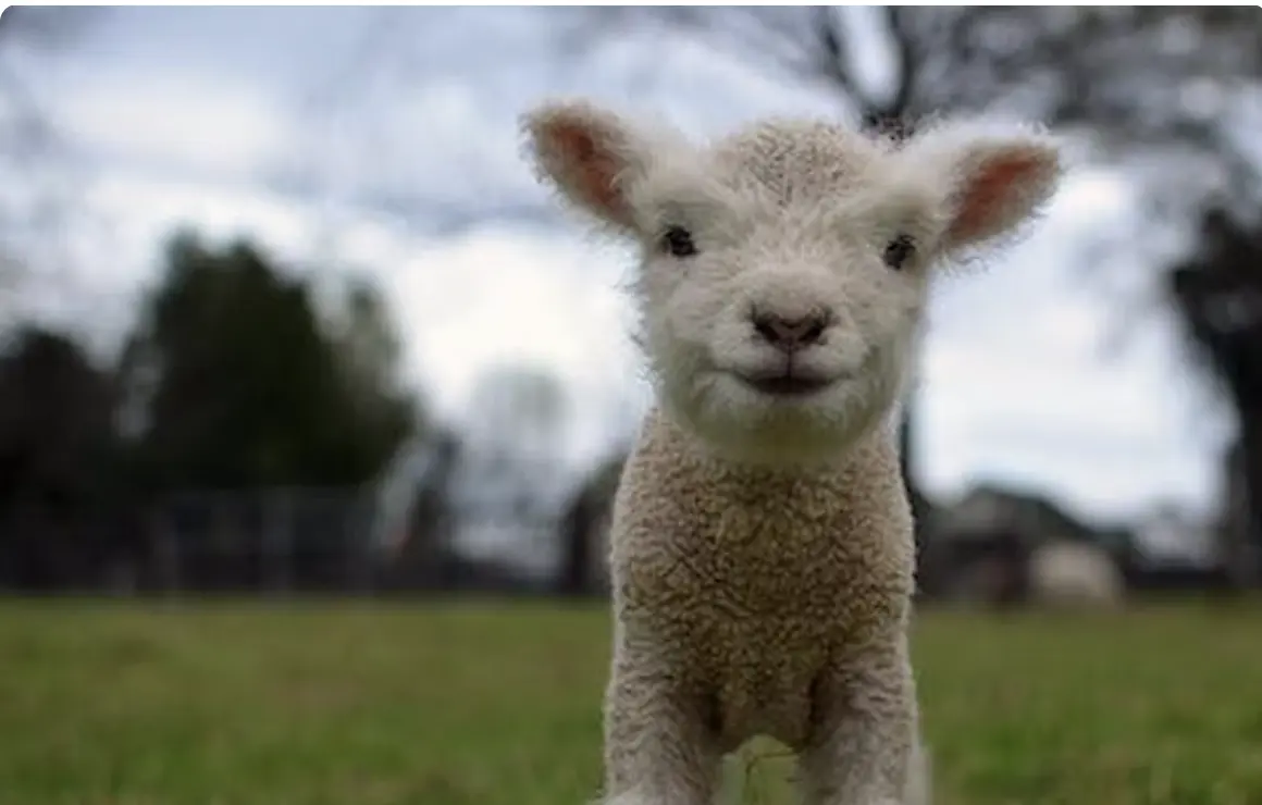 How many babies do sheep have