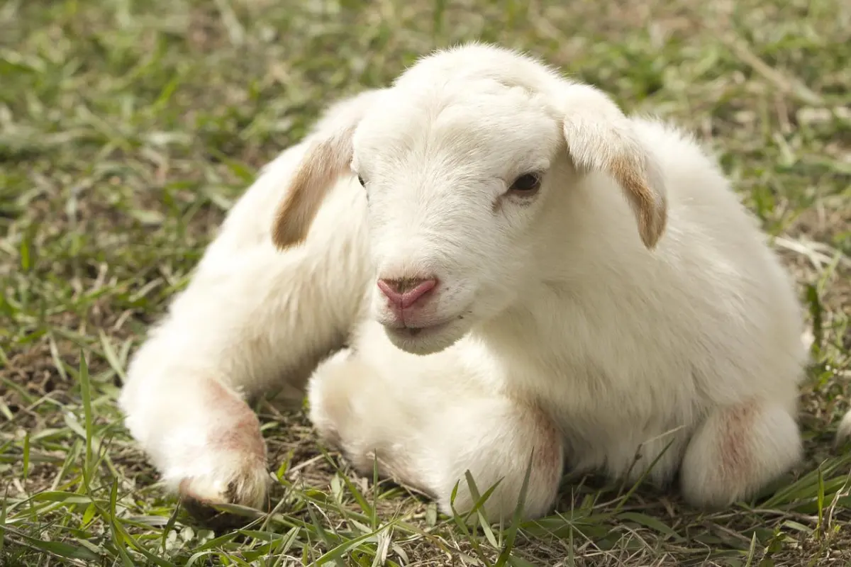 Babies sheep — image 2
